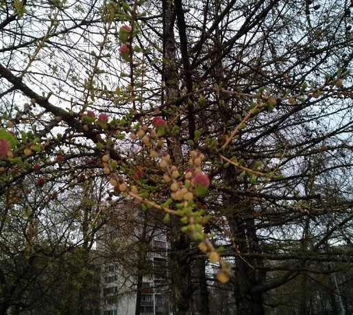 Цветение лиственницы